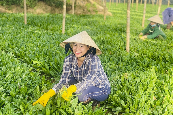 Yến Sò Khánh Hòa – 25 Năm Xây Dựng và Phát Triển